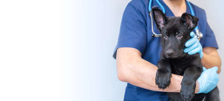 Cropped image of handsome male veterinarian doctor with stethoscope holding cute black german shepherd puppy in arms in veterinary clinic on white background bannerの写真素材