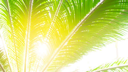 Awesome Tropical Date Palm Tree With Branches in sunlight. Leaf Palm Tree banner.の写真素材