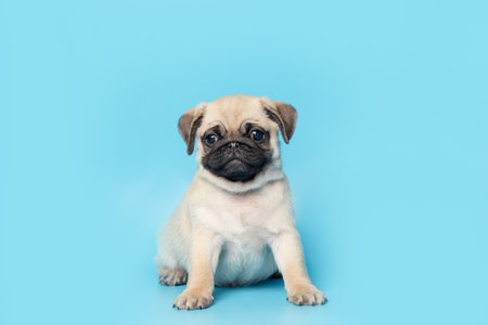 funny cute little puppy pug on bright blue pastel background. Banner adorable dog making happy face and smiling studio portrait. Purebred Dog Conceptの写真素材