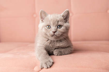 adorable cute scottish kitten lies on a beautiful pink sofa and looks at the cameraの写真素材