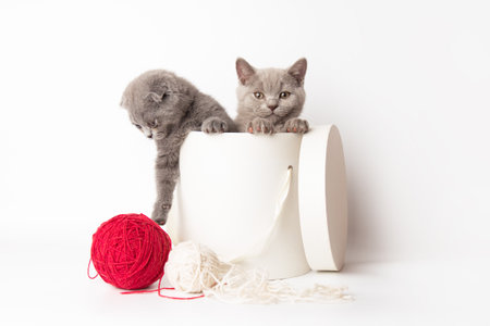 two Scottish gray cute little kitten crawls out of a gift box with a red and white ball of woolen threads on a white background. cats hiding in a box with copy spaceの写真素材