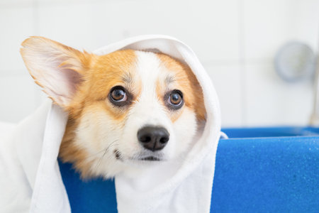 Cute red and white small Pembroke Welsh Corgi puppy after shower. Happy little dog. Concept of Eco-friendly Pet Hair Removal care, animal life, health, show, dog breed. dog in a towel after groomingの写真素材