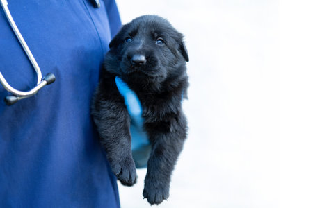 Cropped image of handsome male veterinarian doctor with stethoscope holding newborn cute black german shepherd puppy in arms in veterinary clinic on white background bannerの写真素材