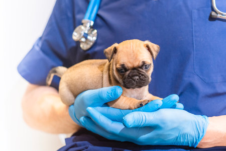 Cropped image of handsome male veterinarian doctor with stethoscope holding cute happy funny pug puppy in arms in veterinary clinic on white background. banner copy space.の写真素材
