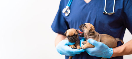 Cropped image of handsome male veterinarian doctor with stethoscope holding two cute happy funny pug puppies in arms in veterinary clinic on white background. banner copy space.の写真素材