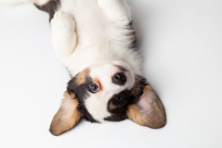 Adorable cute Newborn merle Puppy Sleeping on back. Little dog sleep on white plaidの写真素材
