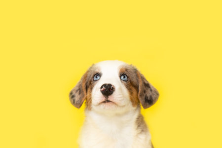 Welsh Corgi Cardigan cute fluffy merle blue-eyed dog puppy. funny happy animals on yellow background with copy spaceの写真素材
