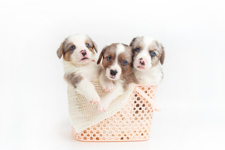 Cute puppies in a basket on white background. black and white puppies in a basket. Basket full of puppies. Cute dogs. Animal care. Love Pets.の写真素材