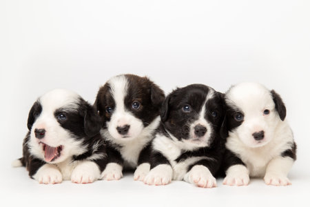 four cute cardigan welsh corgi puppies are sitting and looking at the camera together. isolated on white background. cute pets conceptの写真素材
