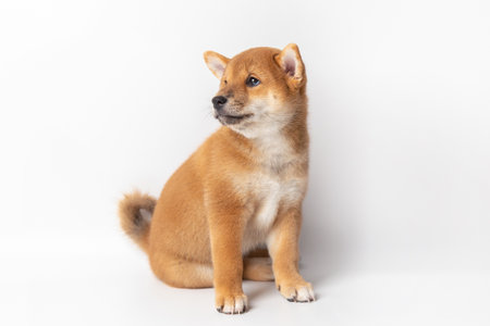 Cute portrait of Red-haired Japanese smiling cute puppy Shiba Inu Dog sitting on isolated white background, front view. Happy pet. funny ginger dog looking to the side with copy space.の写真素材