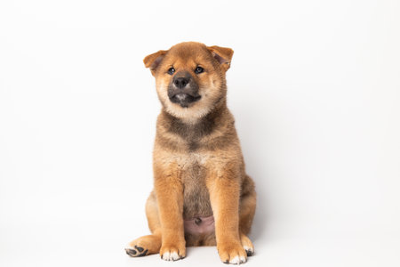 Cute portrait of Red-haired Japanese smiling cute puppy Shiba Inu Dog sitting on isolated white background, front view. Happy pet.の写真素材