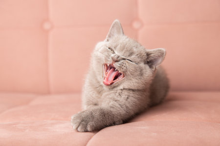 adorable fluffy small grey domestic Kitty lying on pink soft sofa at home. cute fold scottish cat. pets bannerの写真素材
