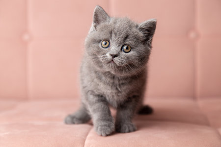 adorable fluffy small grey domestic Kitty lying on pink soft sofa at home. cute fold scottish cat. pets bannerの写真素材