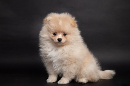 Cute miniature Pomeranian Spitz Dog Standing on black isolated background, front view. fluffy puppy looking at cameraの写真素材