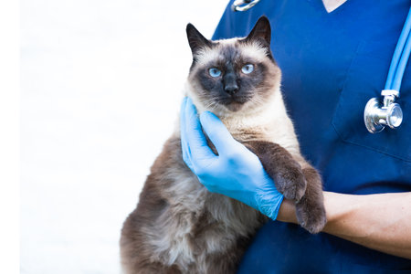 Cropped image of handsome male veterinarian doctor with stethoscope holding cute fluffy striped kitten in arms in veterinary clinic on white background close up. cat and doctor. copy spaceの写真素材