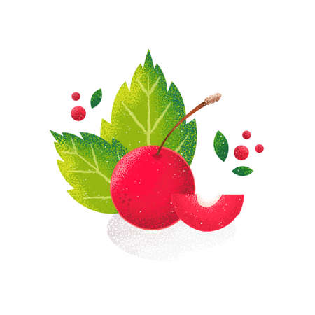 Red cherry on white background. Vector card in grunge style. Noise texture shadow.のイラスト素材