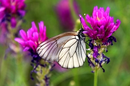 Butterfly on clover on the flowers meadowの写真素材