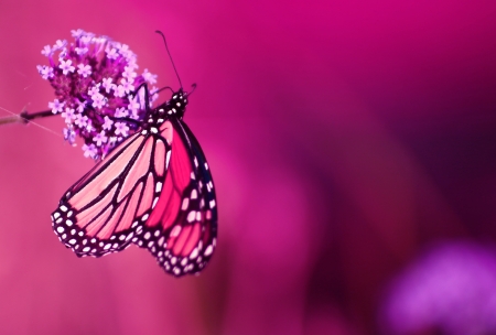 Butterfly on a flowerの写真素材