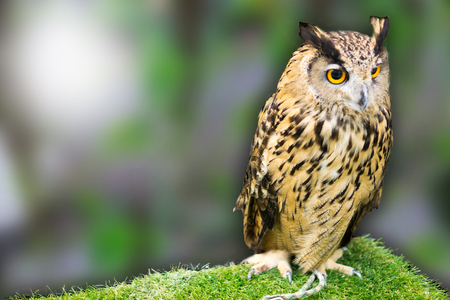 night owl on green grass and owl eyes open.の写真素材