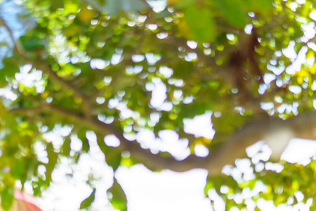 BLURRED of big tree with bokeh of sun light for background
