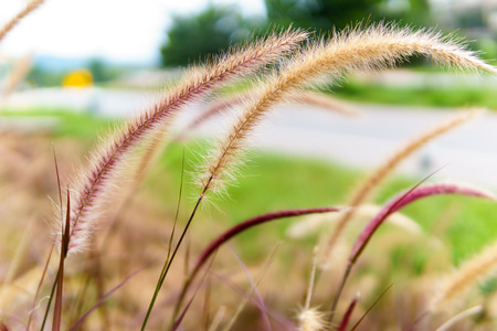 close up grass flower in the grass field when sunrise in the morning. selective focus.