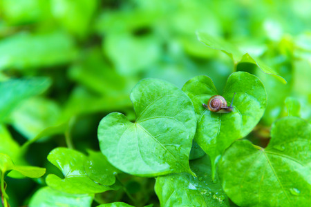 dew on green leaves with tiny snail moving slowly on leaf after the rain in raining day.の写真素材