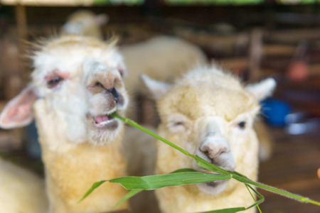 close up of two white and brown alpaca in corral or fenceの写真素材