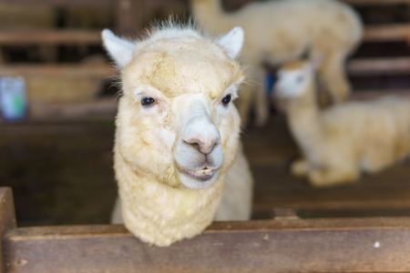 close up of white and brown alpaca in corral or fenceの写真素材