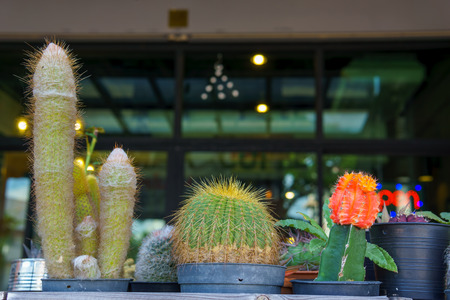 close up of various kind of cactus in the potの写真素材