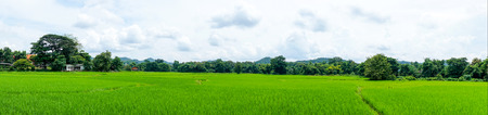 panorama landscape of rice field with blue sky and cloud and tree background.の写真素材