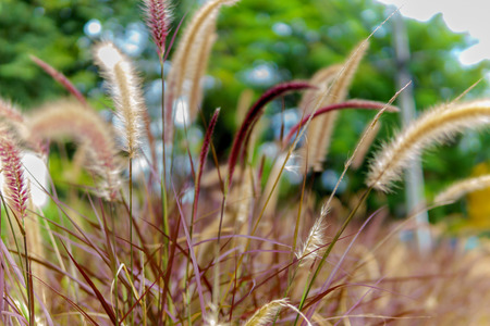 close up grass flower in the grass field when sunrise in the morning. selective focus.