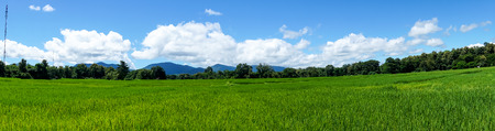 panorama landscape of rice paddy field with blue sky and cloud and tree background.の写真素材