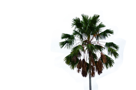 top of sugar Palm tree isolated on white backgroundの写真素材