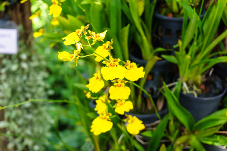 yellow orchid flower blooming in the tropical garden,rajburi,thailand.の写真素材