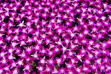 pile of orchid is floating on the surface of water for relaxation,mediation,peace concept.の写真素材