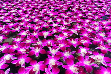 pile of orchid is floating on the surface of water for relaxation,mediation,peace concept.の写真素材