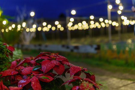 selective focus. red poinsettia christmas or Euphorbia pulcherrima Wild flower or plant is blooming with dew or water drop on the leaf at night.の写真素材