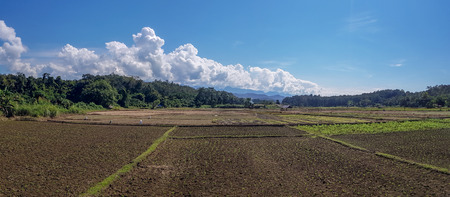 panorama landscape of empty organic  rice field with blue sky and cloud and tree background.の写真素材