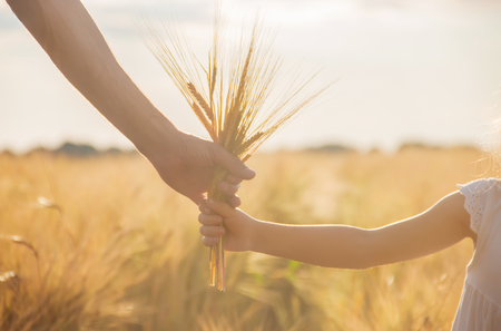 the hand of child and father on wheat field. Selective focus. nature.の写真素材