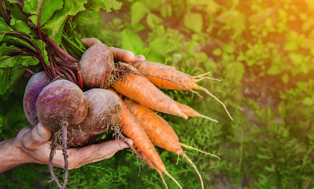 organic home vegetables carrots and beets in the hands of men. Selective focus. nature.の写真素材
