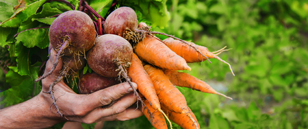 organic home vegetables carrots and beets in the hands of men. Selective focus. nature.
