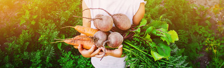 organic homemade vegetables harvest carrots and beets in the hands of a child. Selective focus. nature.の写真素材