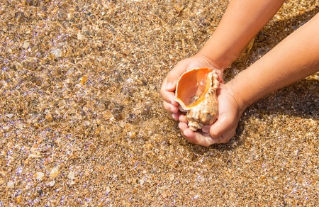 Shells and starfish on the sea. summer photo. selective focus. nature.