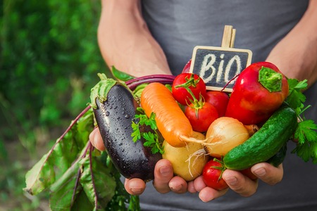 homemade vegetables in the hands of men. harvest. selective focus. summer.の写真素材