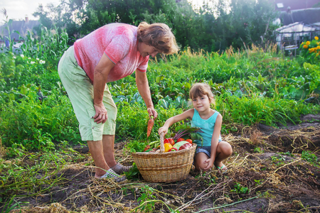 grandmother and granddaughter in the garden gather the harvest. Selective focus. nature.の写真素材