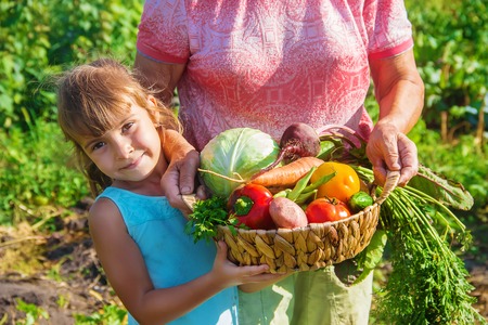 grandmother and granddaughter in the garden gather the harvest. Selective focus. nature.の写真素材