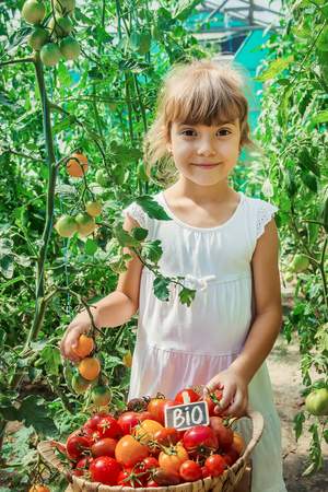 child collects a harvest of homemade tomatoes. selective focus. nature.の写真素材
