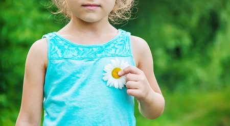 the girl is holding chamomile flowers in her hands. Selective focus. nature.の写真素材