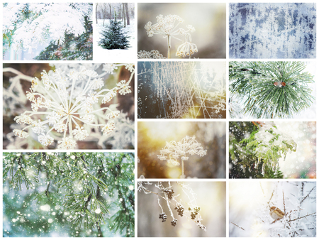 collage of winter nature pictures. Seasons. Selective focus. Nature.の写真素材