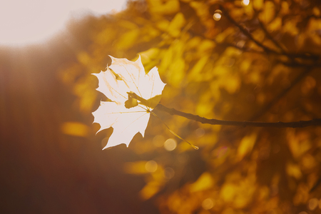 beautiful autumn leaves. Golden autumn. Selective focus natureの写真素材